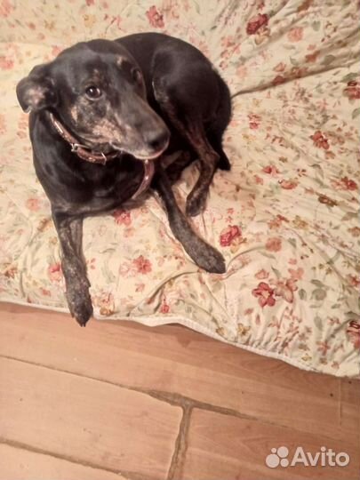 Собака Кузя