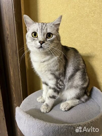 Кот британский уникальный