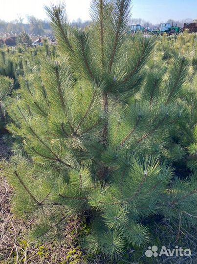 Сосна черная (Тверь)