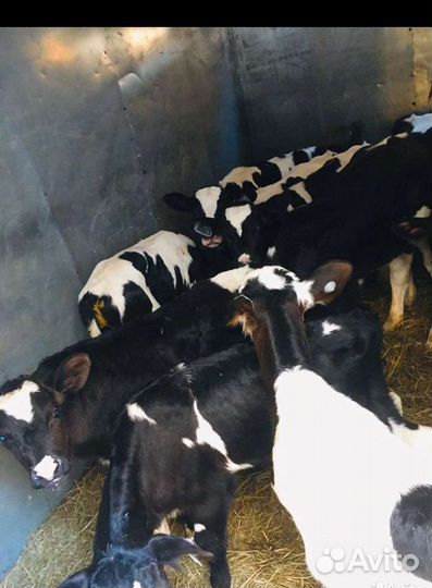 Бычки телята