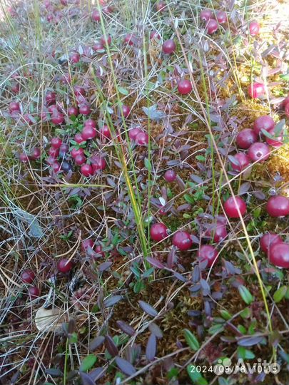 Клюква свежая