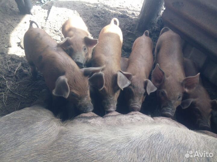 Продаю поросят