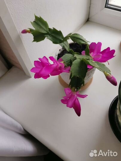 Декабрист шлюмбергера