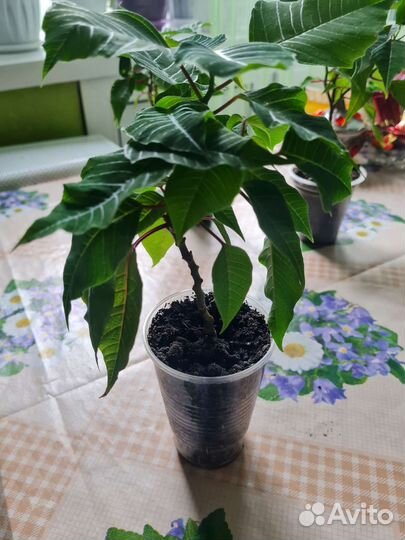 Пуансеттия