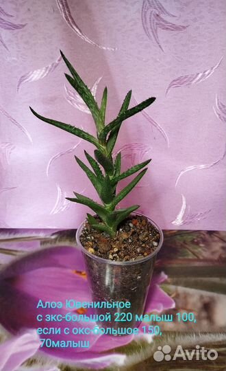 Суккуленты 7