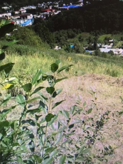 Участок 4 сот. (СНТ, ДНП)