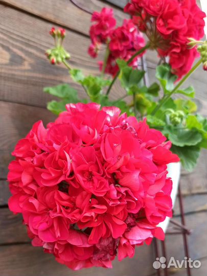 Пеларгония герань