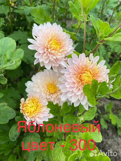 Рассада хризантемы