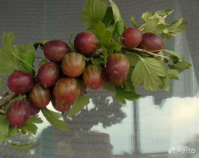 Крыжовник Галатея