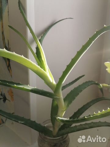 Алоэ лечебный