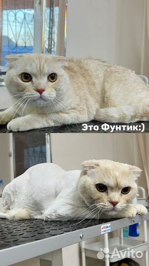 Стрижка (груминг) / экспресс-линька котов и кошек