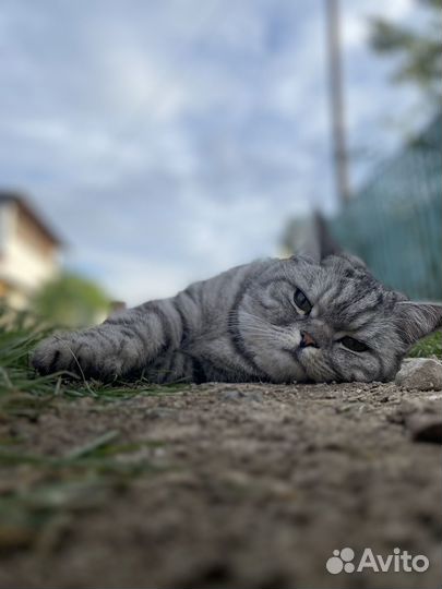 Шотландский прямоухий барсик