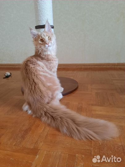 Породистый мейн-кун