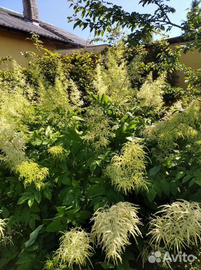 Многолетник высокий Волжанка