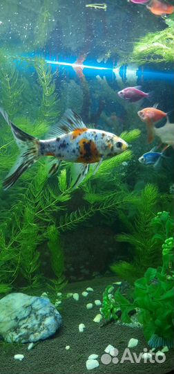 Аквариумные рыбки 
