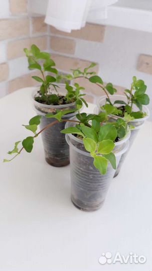 Пеперомия ротундифолия