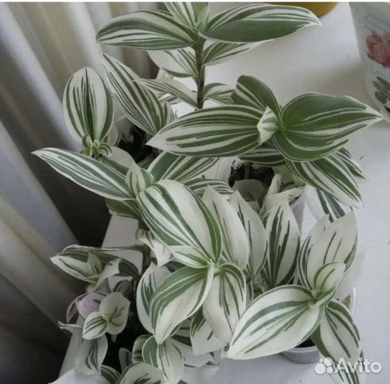 Традисканция