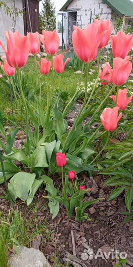 Луковицы тюльпанов