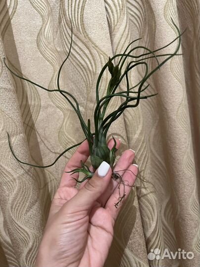 Тилландсия атмосферная