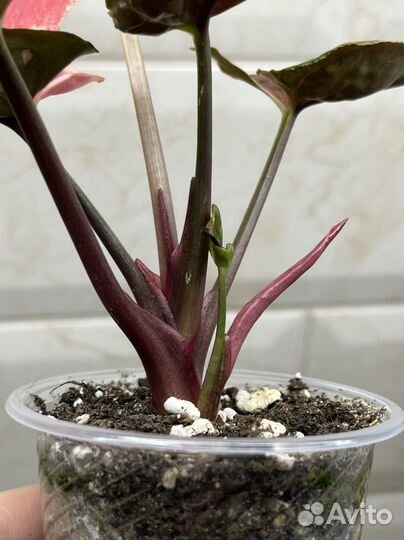 Сингониум Клубничный лёд