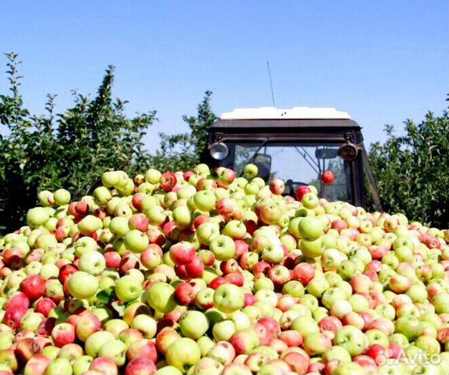 Требуется Работник по сборке яблок