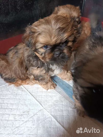 Щенки пекинеса