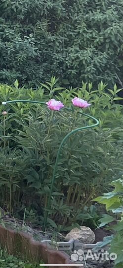 Пион куст Фантастик fantastic