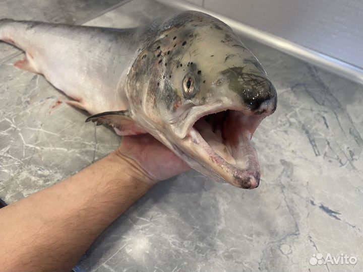 Лосось охлажденный (сёмга) Мурманск