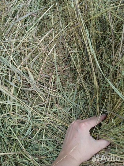 Продам сено в рулонах