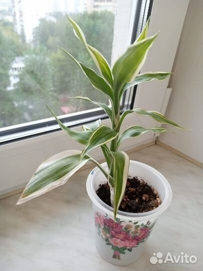 Домашние растения