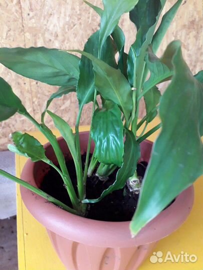 Женское счастье (Spathiphyllum)