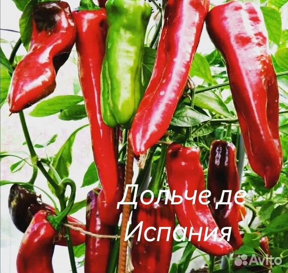 Семена редких сортов сладкого перца