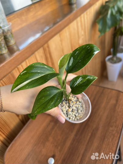 Комнатные растения