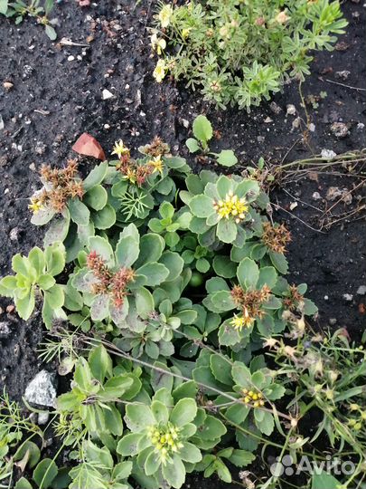 Многолетники