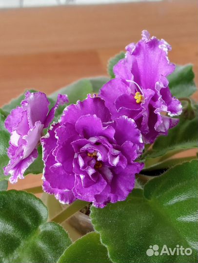 Фиалка ав-Махровая петуния