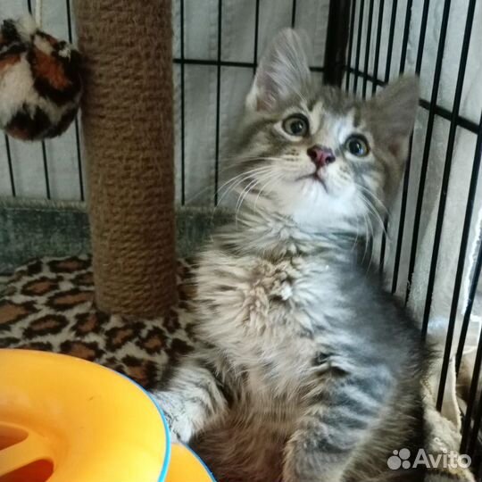 Котик 1,5 месяца в дар