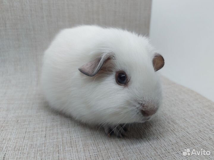 Морская свинка