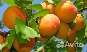 Саженцы Абрикосов