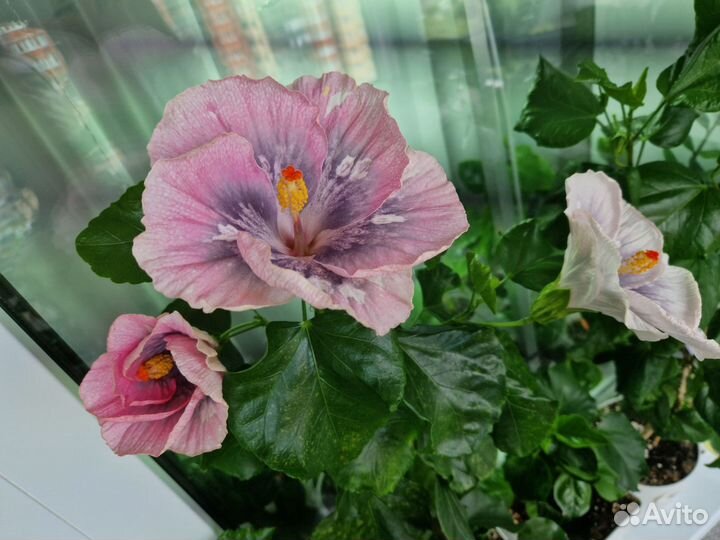 Сортовые гибискусы, 3 сорта, срез черенки