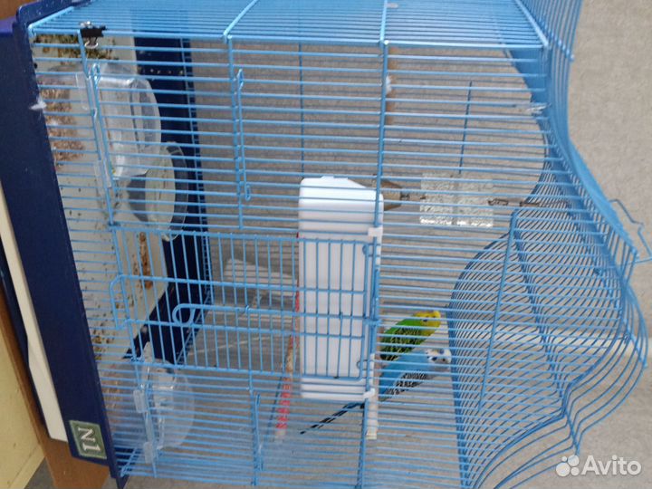 Волнистый попугай