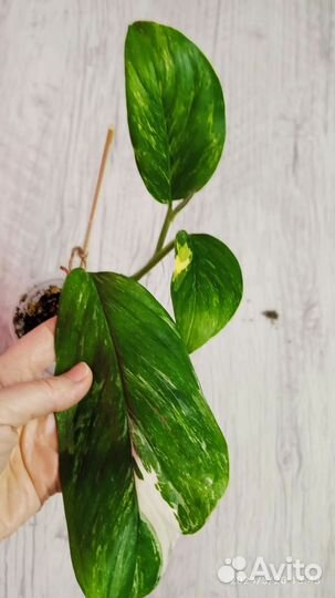 Монстера lechleriana variegated