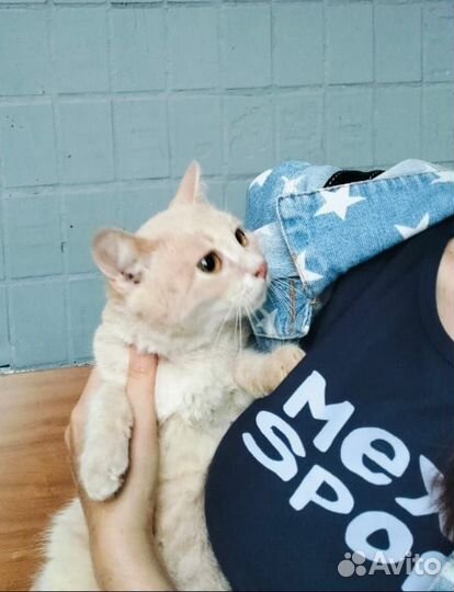 Котята 6 мес в добрые руки