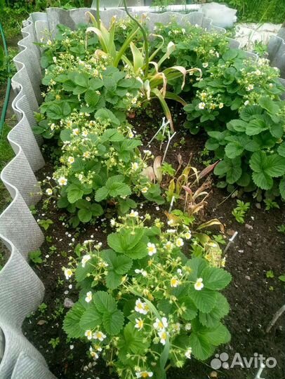 Земклуника Пенелопа