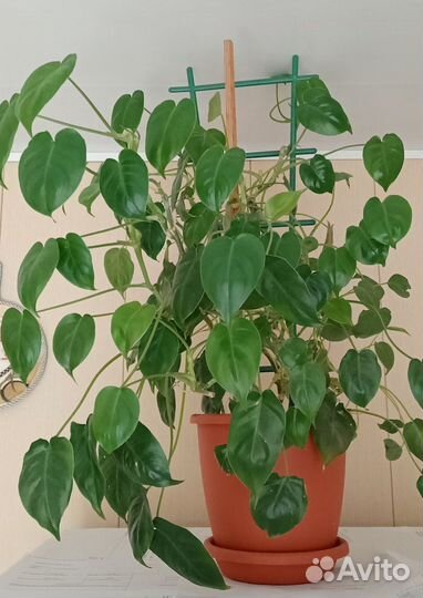 Филодендрон