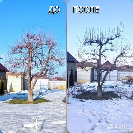 Обрезка плодовых деревьев, кустарников, винограда
