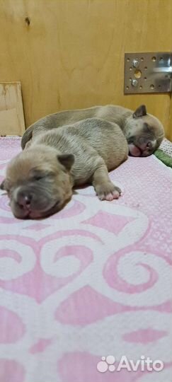 Американский булли