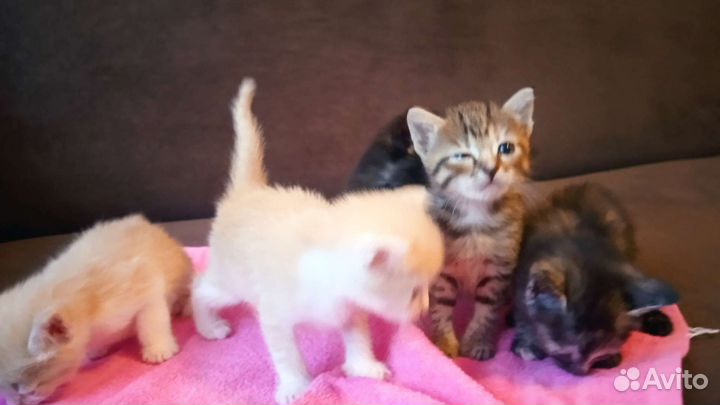 Помогите съехать от мамы