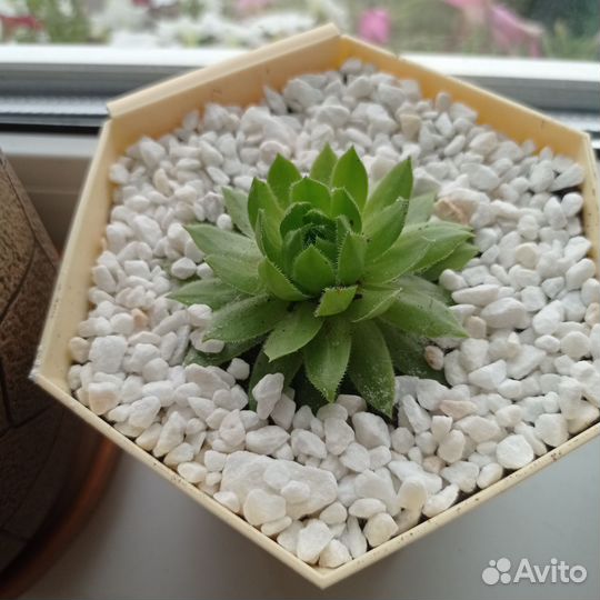 Монстера деликатесная, молодило каменная роза