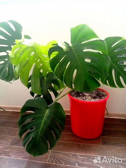 Монстера диссекта