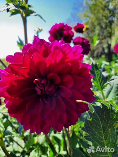 Георгины клубни